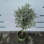 Levanduľa úzkolistá (Lavandula angustifolia) ´HIDCOTE´ - výška 30-50 cm, kont. C1,5L - NA MINI KMIENKU